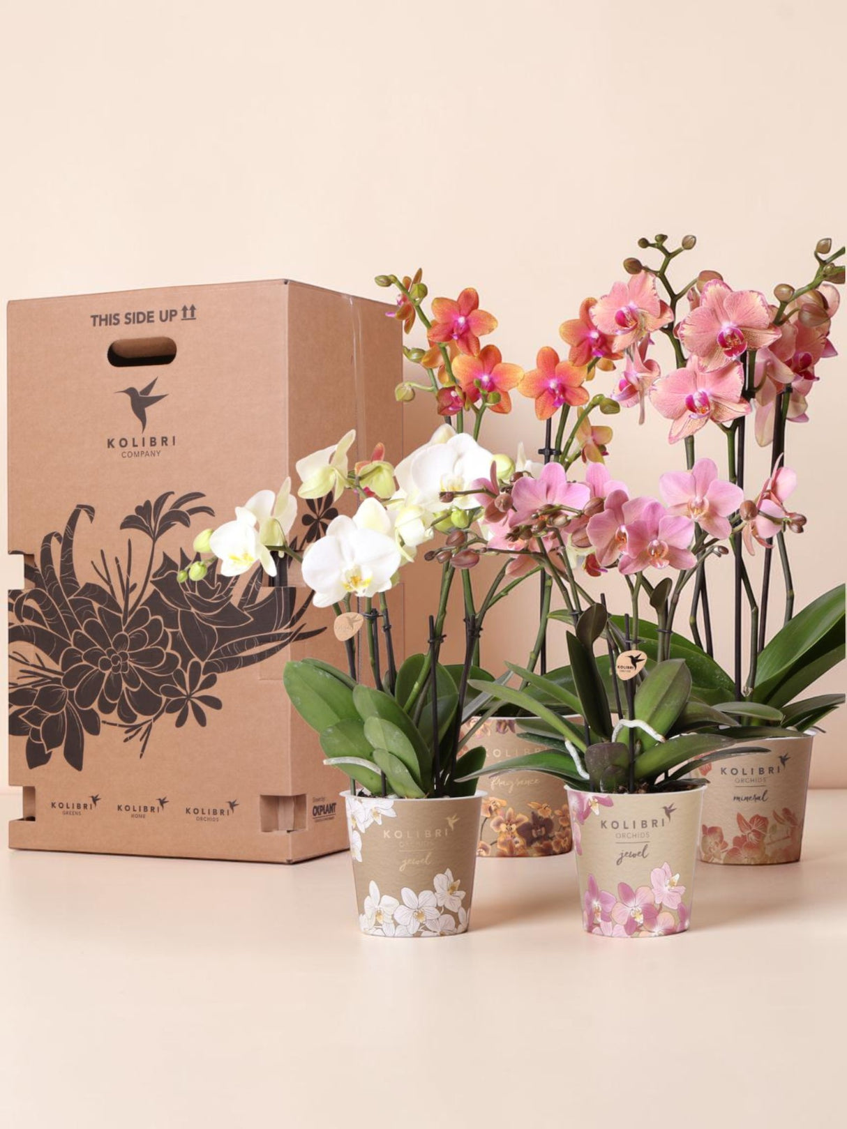 Boîte Surprise Orchidées - 4 variétés