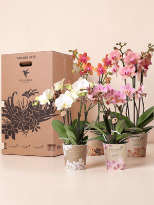 Boîte Surprise Orchidées - 4 variétés