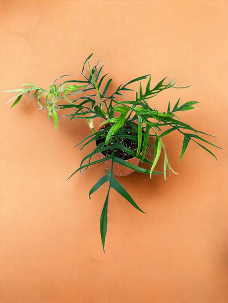 Livraison plante Philodendron Polypodioides