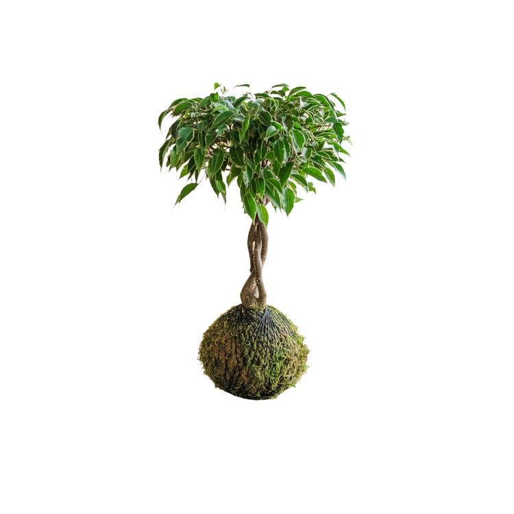 Kokedama - Ficus tressé