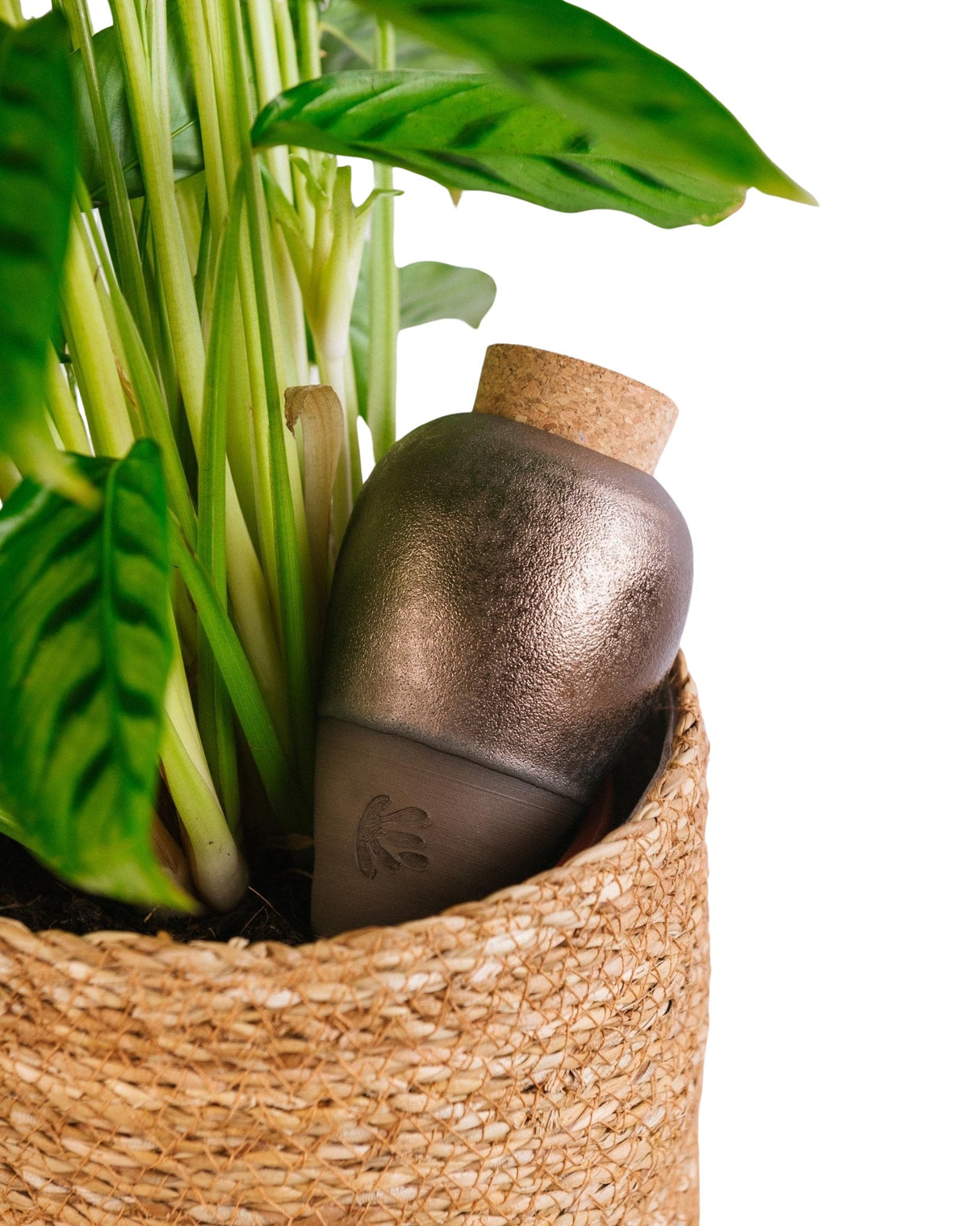 Oya Pepin Anthic Gold - Water diffuser for plants