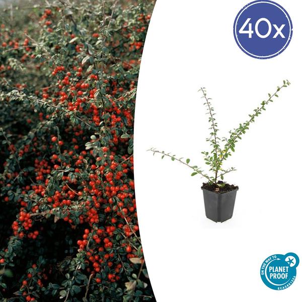 Cotonéaster de Dammer 'Coral Beauty'