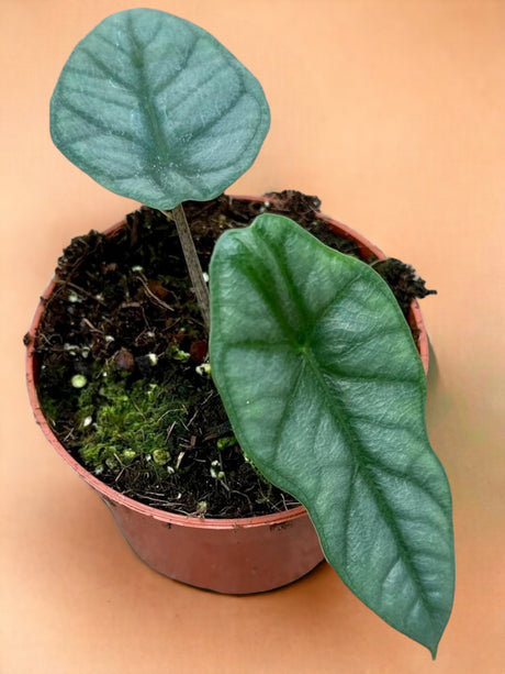 Livraison plante Alocasia Heterophylla Corazon