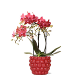 Livraison plante Orchidée Rouge Congo avec Pot Diamond Pearl