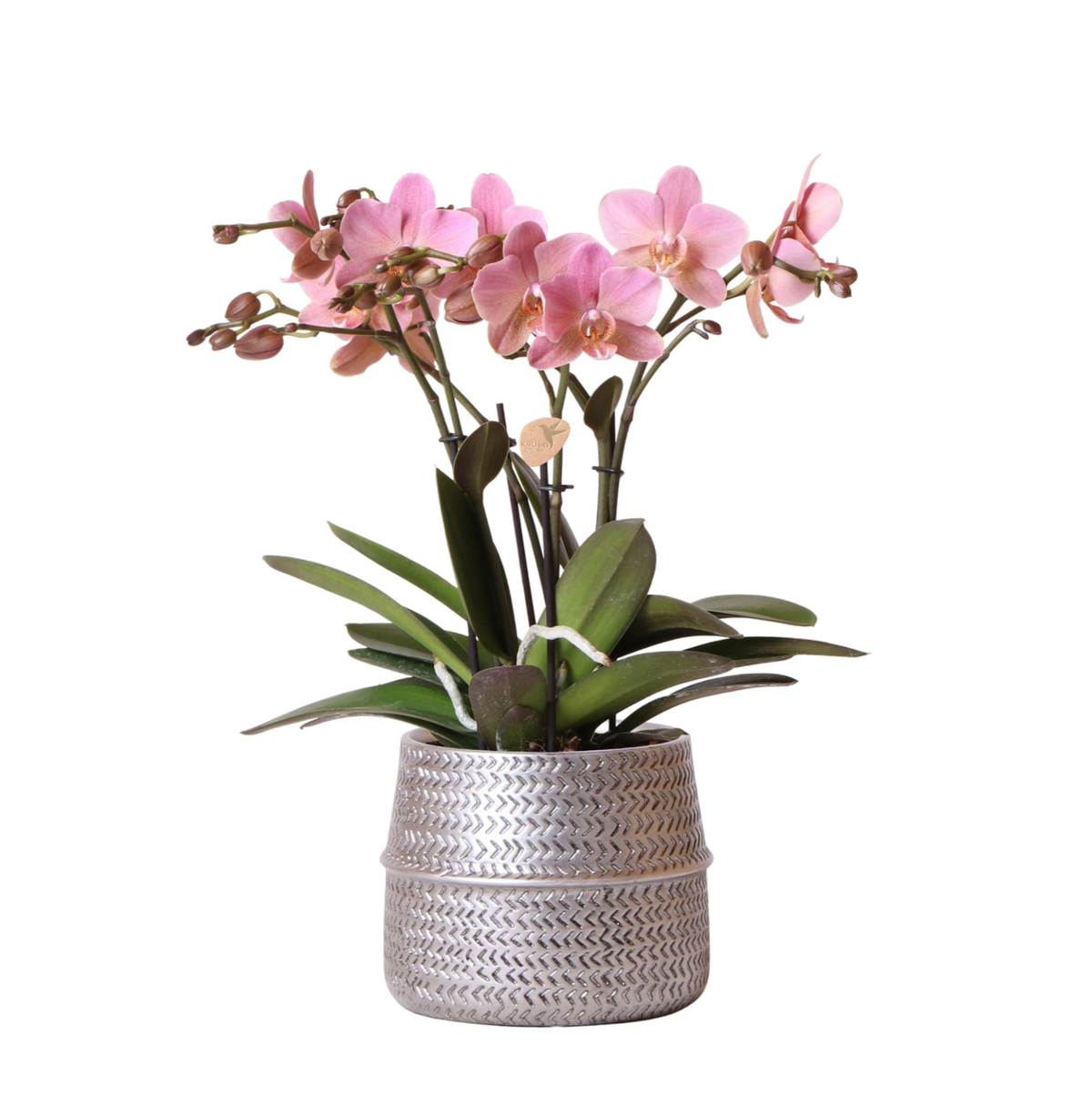 Livraison plante Orchidée rose Trévise en pot argenté Groove