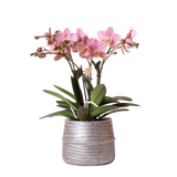 Livraison plante Orchidée rose Trévise en pot argenté Groove
