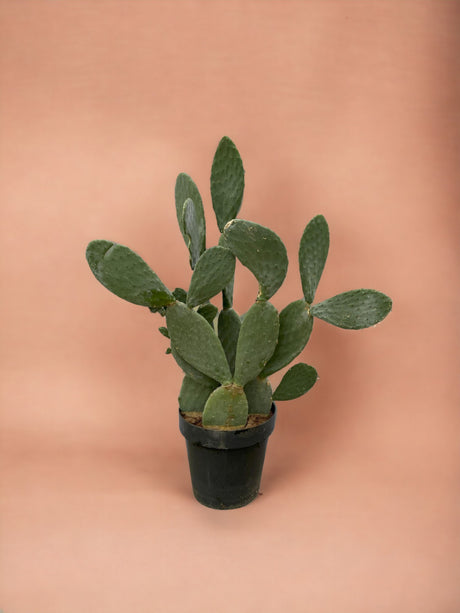 Livraison plante Opuntia Ficus Indica