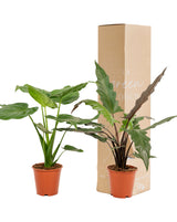 Coffret Alocasia Cucullata - Lot de 2 plantes
