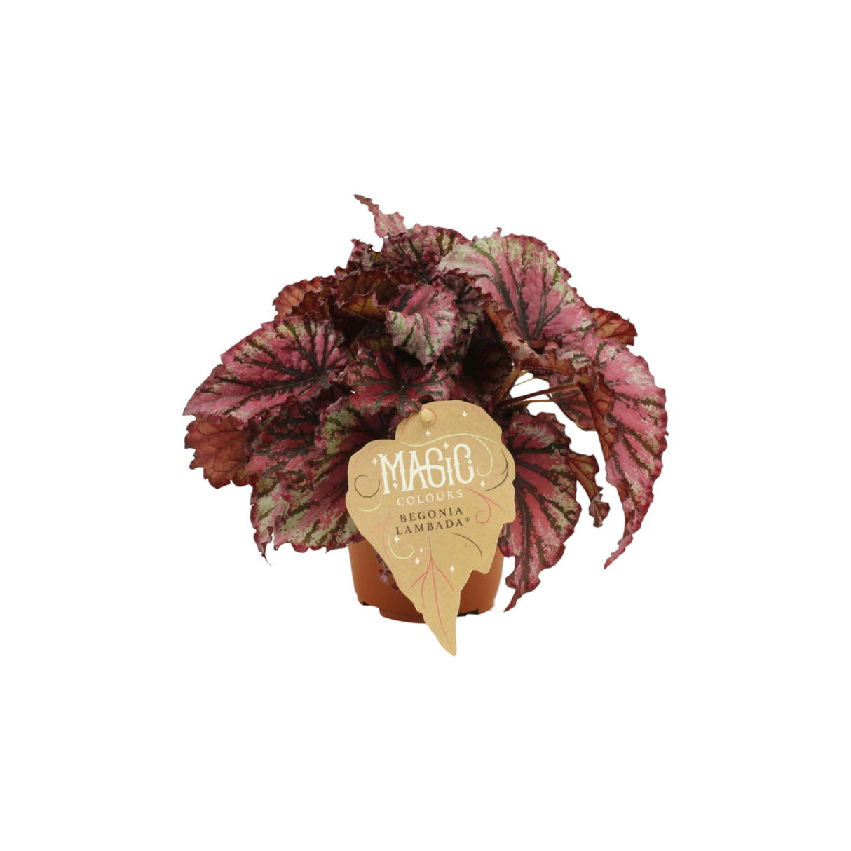 Begonia Rex 'Lambada'