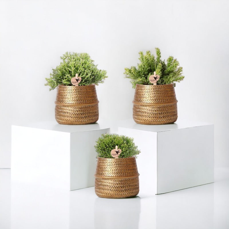 Box 3 Rhipsalis und ihre goldenen Pflanzgefäße – Ø9cm – Zimmerpflanze