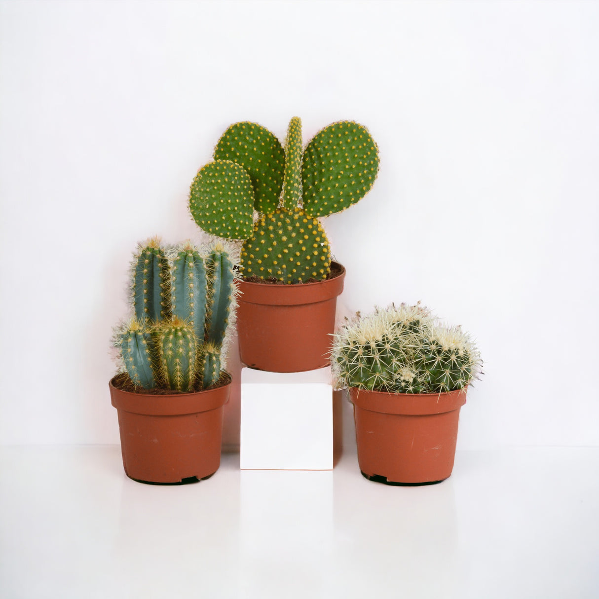 Kaktus, æske med 3 planter h27cm
