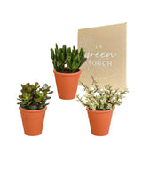 Crassula kasse og dens terracotta plantekasser - Sæt med 3 planter, h18cm