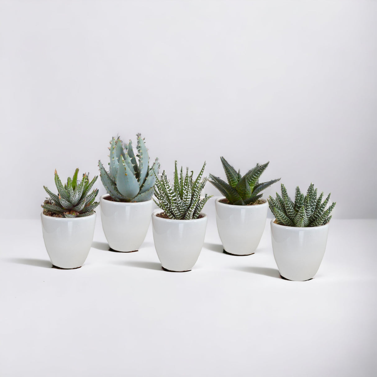 Scatola per piante grasse e cactus + fioriere bianche