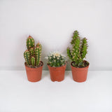 Coffret cactus - Lot de 10 plantes, h13cm