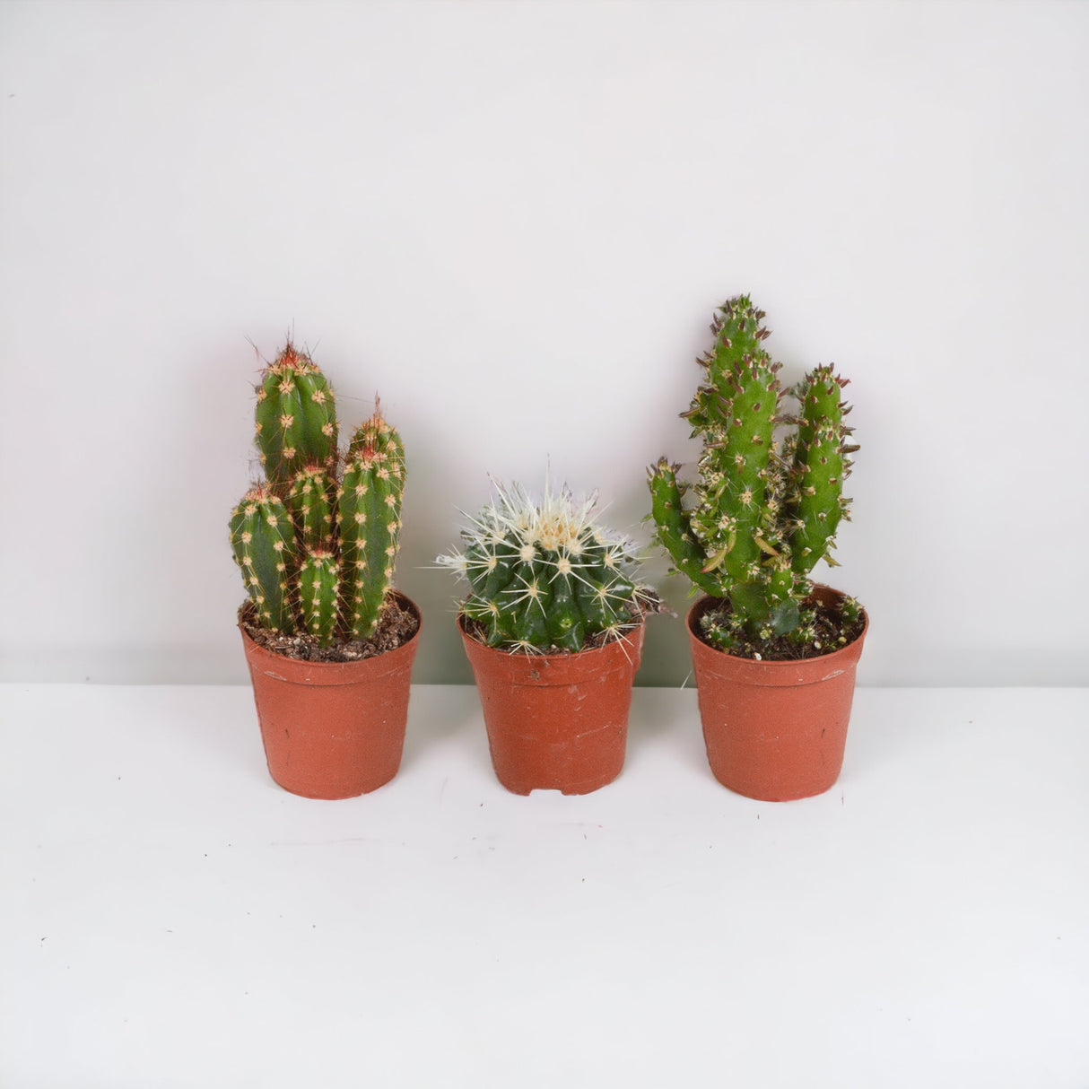 Kaktuskasse - Sæt med 10 planter, h13cm