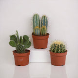 Coffret cactus - Lot de 3 plantes, h23cm