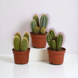 Scatola per cactus - Set di 3 piante, h23cm
