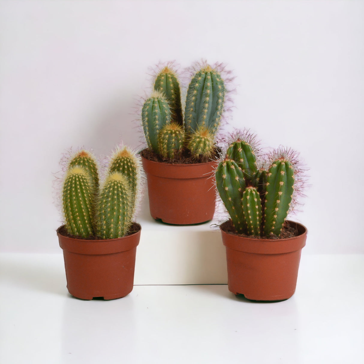 Kaktusbox - Set mit 3 Pflanzen, H23cm