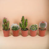 Scatola per cactus, piante grasse - Set di 15 piante, h13cm