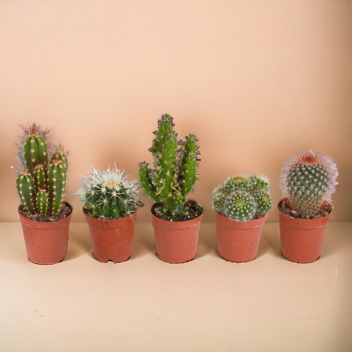 Kaktuskasse, sukkulenter - Sæt med 15 planter, h13cm