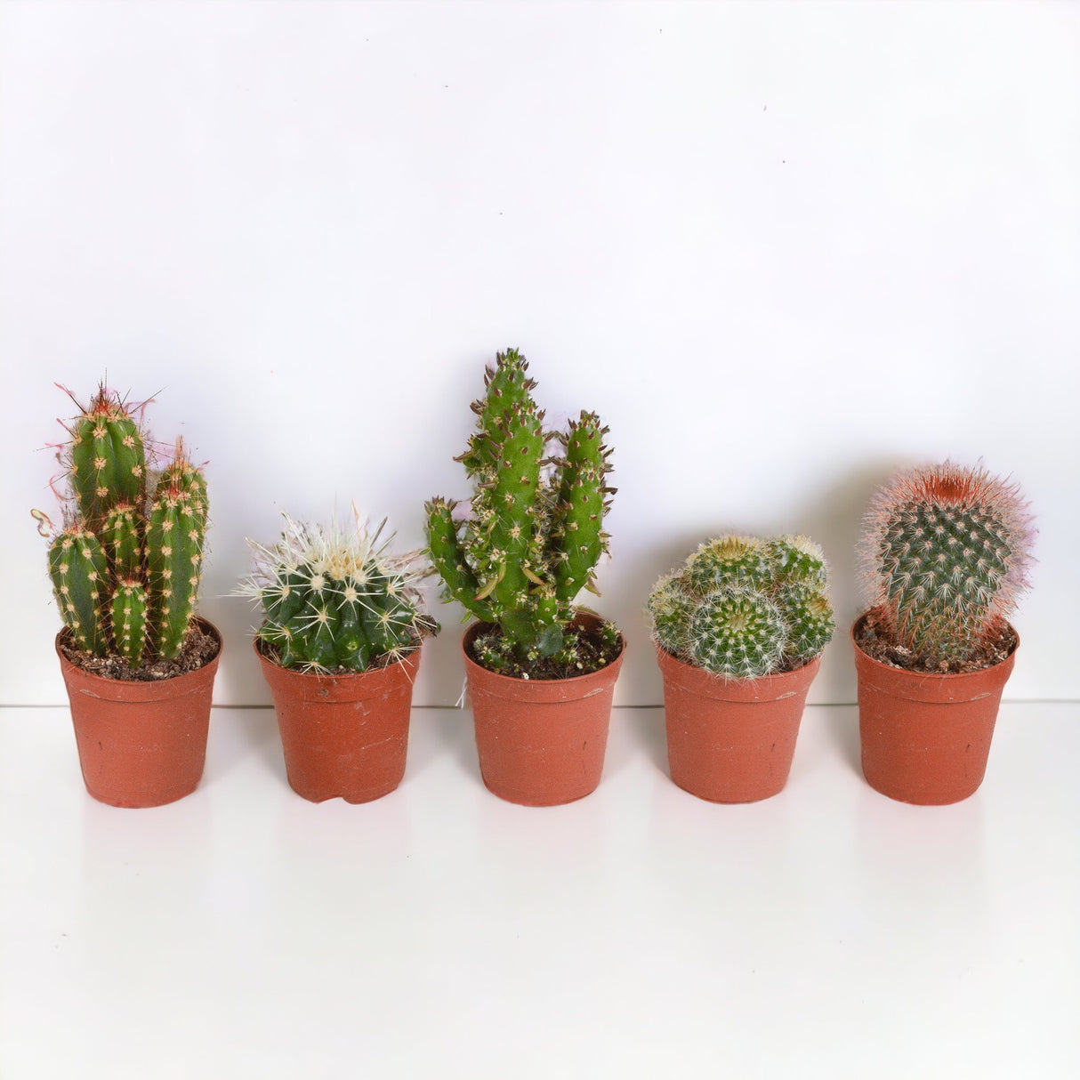 Kaktuskasse, sukkulenter - Sæt med 15 planter, h13cm