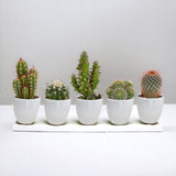 Scatola per cactus e fioriere bianche - Set da 15, h13 cm