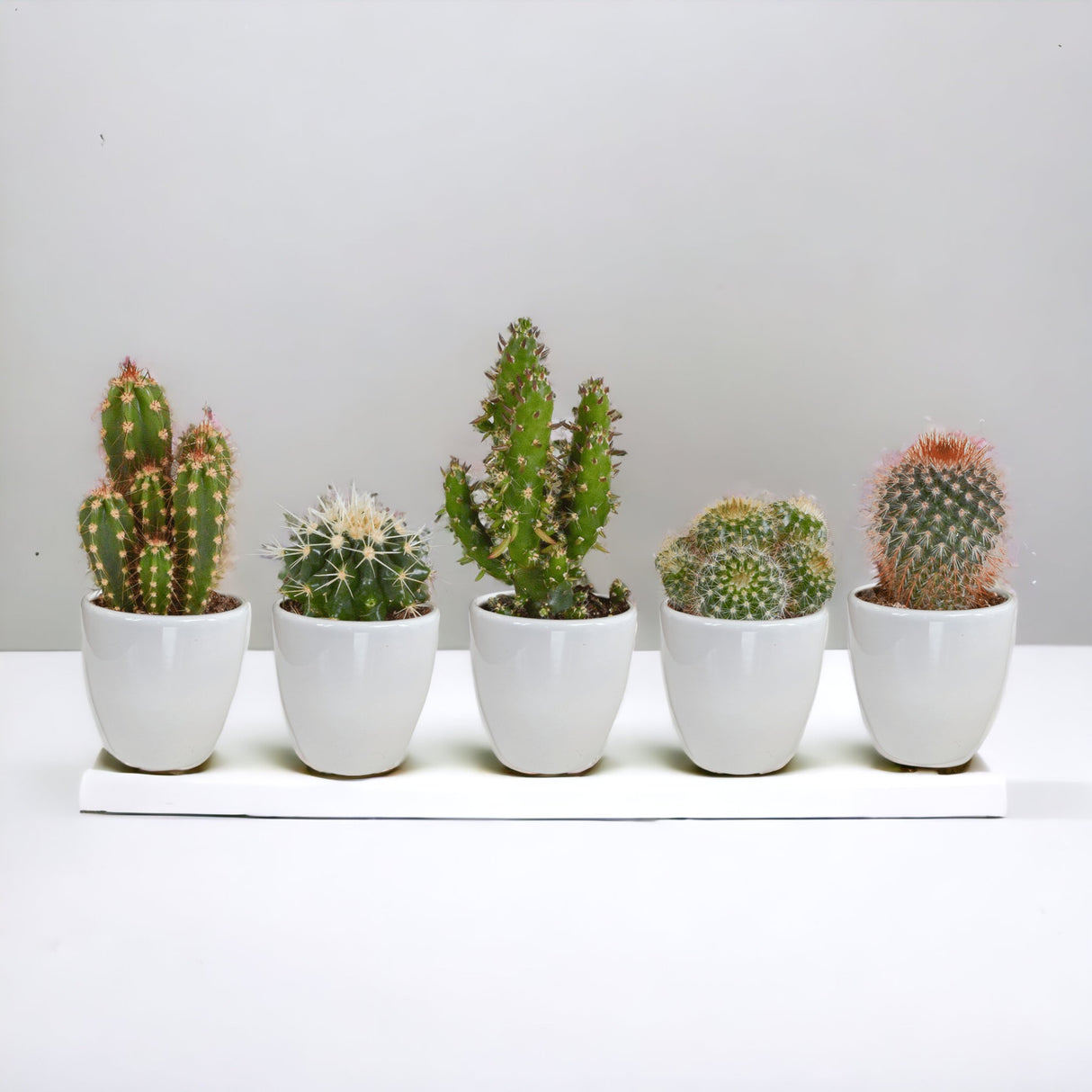Caja de cactus y sus maceteros blancos - Lote de 15, h13cm