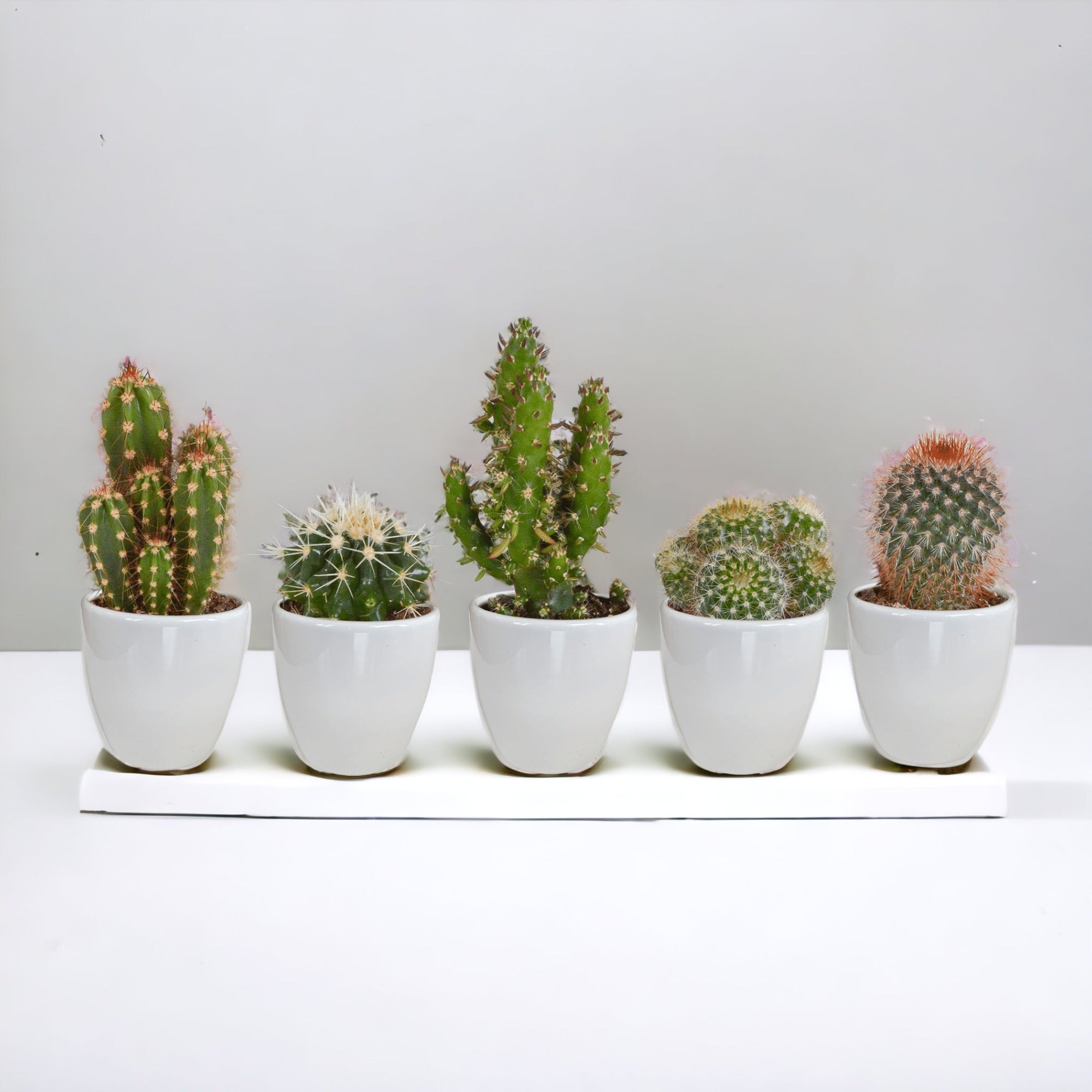 Lot de 20 petits pots en plastique pour plantes et fleurs 8,5 cm