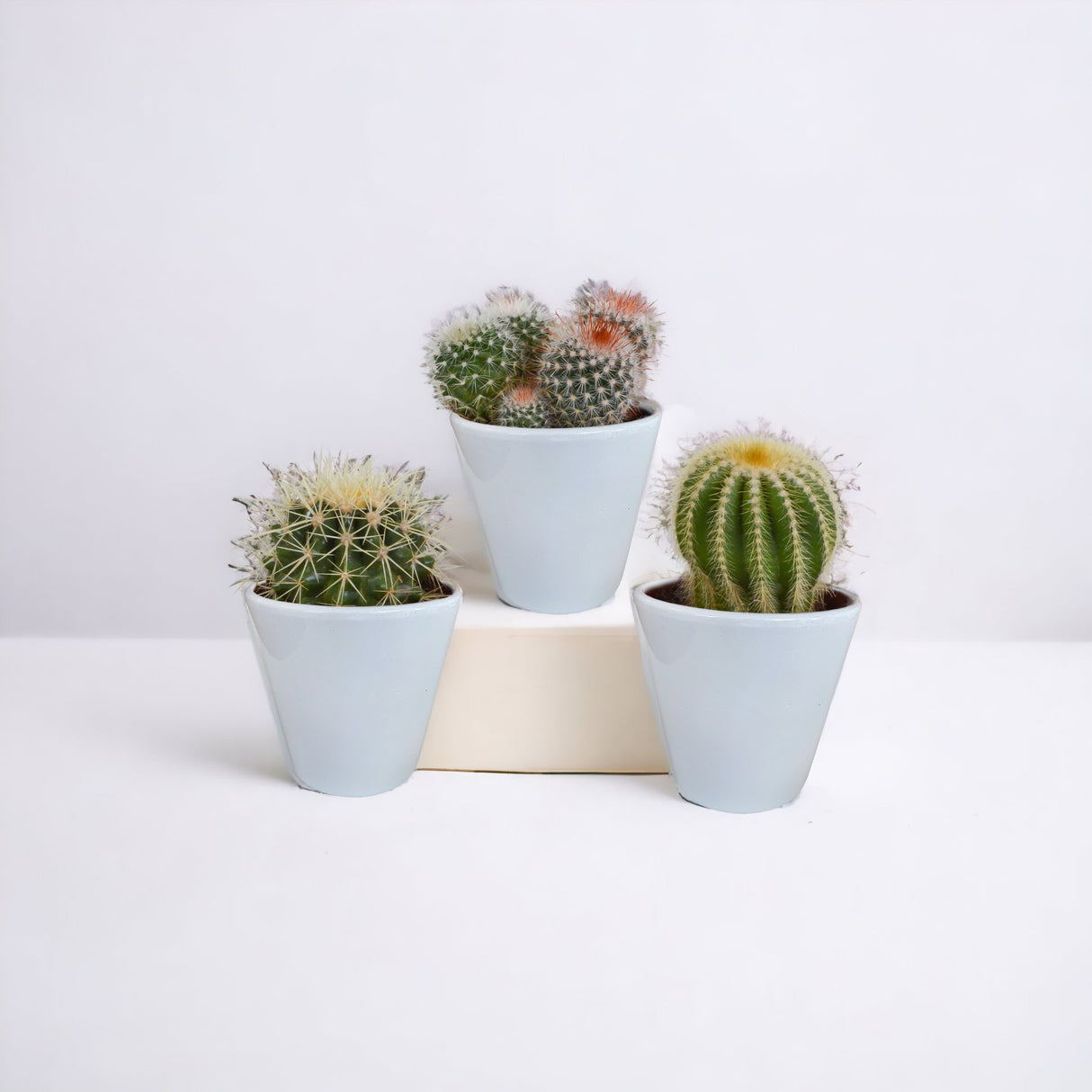 Caja de cactus y sus maceteros blancos - Juego de 3 plantas, h16cm