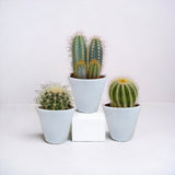 Coffret cactus et ses caches-pots blancs - Lot de 3 plantes, h18cm
