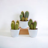 Caja de cactus y sus maceteros blancos - Juego de 3 plantas, h23cm