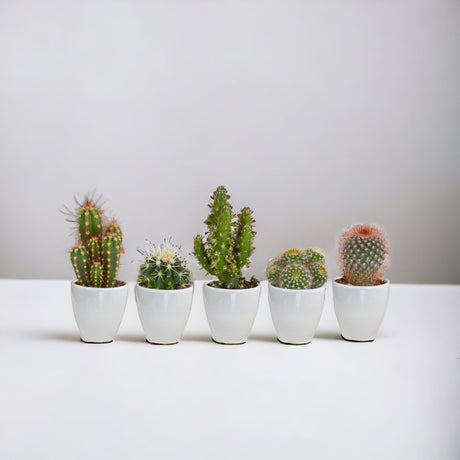 Caja de suculentas y cactus + maceteros blancos