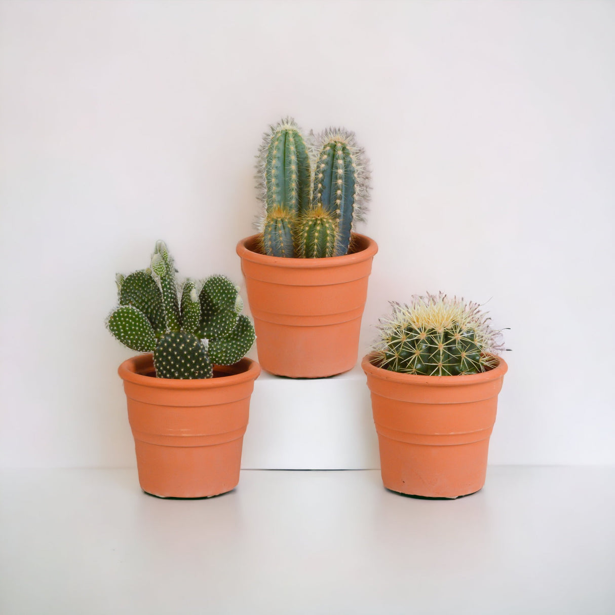 Scatola per cactus e fioriere in terracotta - Set di 3 piante, h23 cm