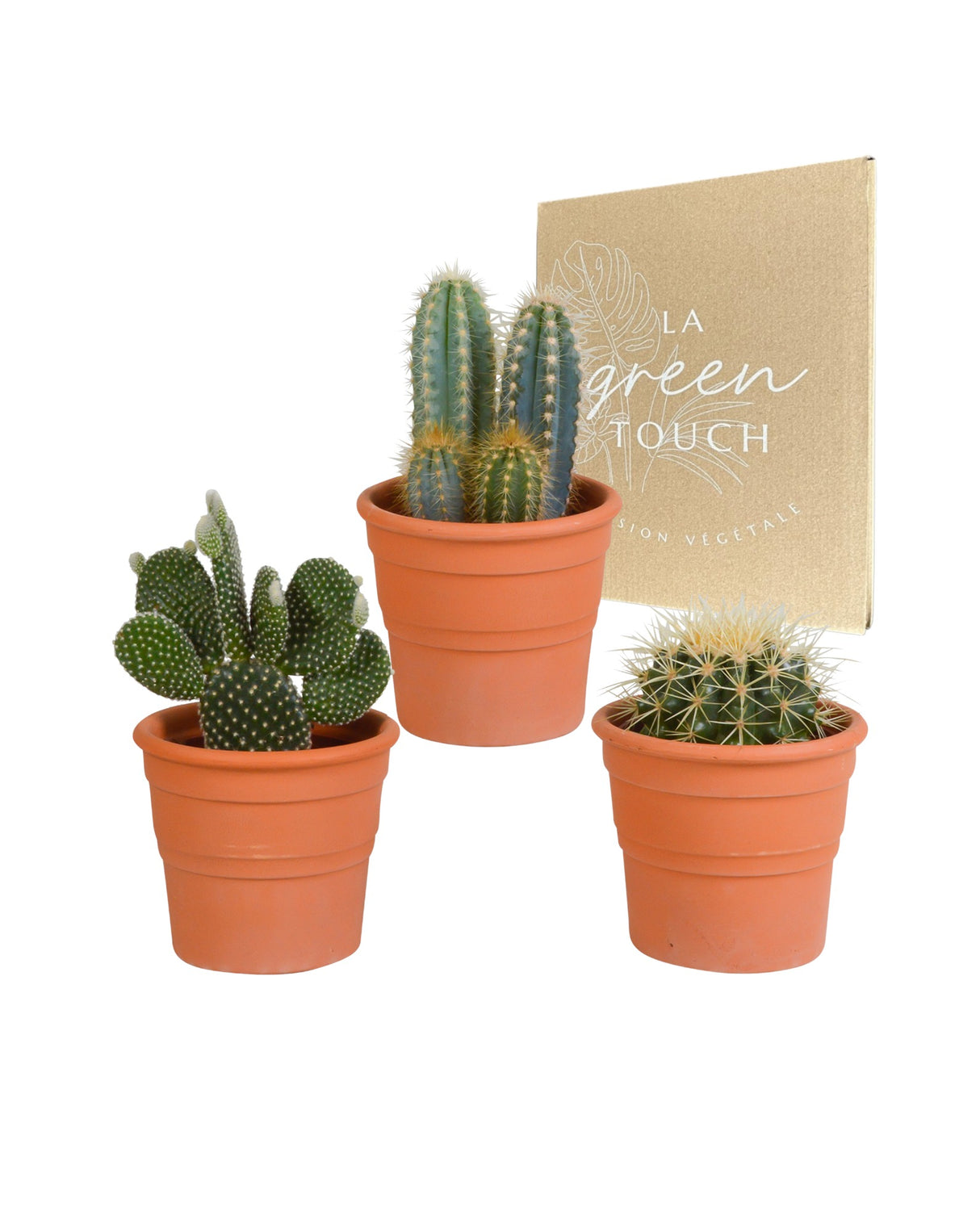 Caja de cactus y sus maceteros de terracota - Juego de 3 plantas, h23cm