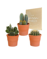 Cactus box and its caches-<tc>POTS</tc> terracotta - Set of 3 plants, h23cm