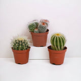 Confezione regalo baby cactus - Set di 3 piante, h16cm