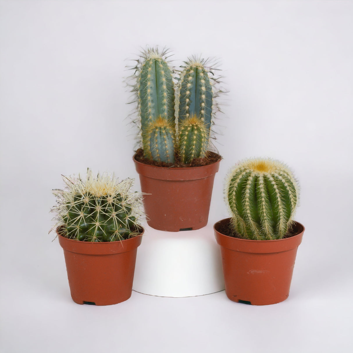 Coffret cadeau cactus - Lot de 3 plantes, h18cm