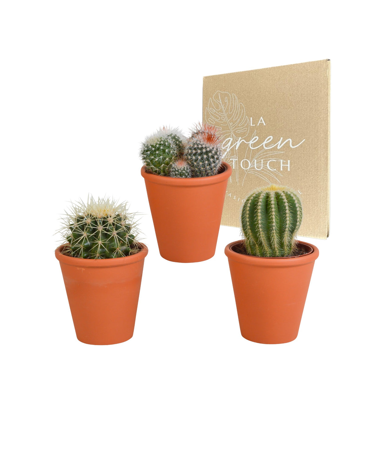 Caja de regalo de cactus y maceteros de terracota - Juego de 3 plantas, h16cm