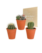 Kaktus-Geschenkbox und Terrakotta-Pflanzentöpfe – Set mit 3 Pflanzen, H16 cm