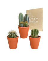 Confezione regalo cactus e portavasi in terracotta - Set di 3 piante, h18cm