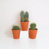 Kaktus-Geschenkbox und Terrakotta-Pflanzentöpfe – Set mit 3 Pflanzen, H18 cm