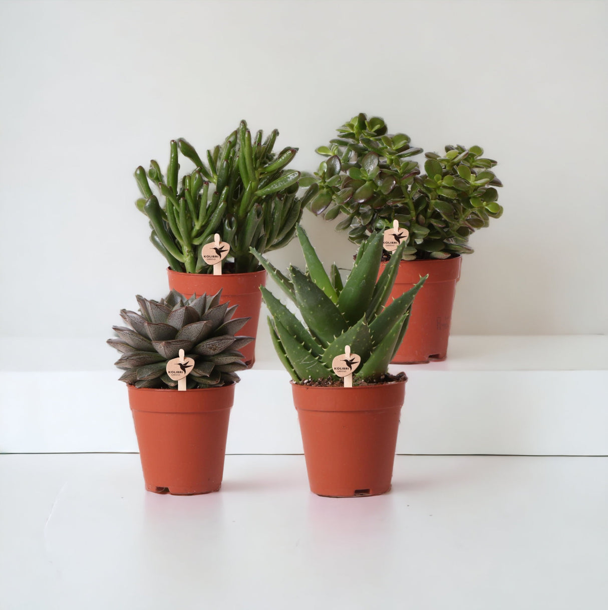 Sukkulenten-Geschenkbox – Set mit 4 Pflanzen, H20 cm