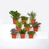 Confezione regalo succulente - Set di 9 piante, h10cm