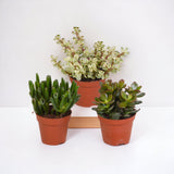 Crassula æske - Sæt med 3 planter, h18cm - mini sukkulent gaveæske