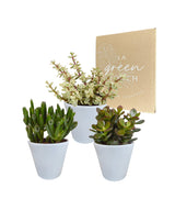 Crassula box and its white covers -<tc>POTS</tc> - Set of 3 plants, h18cm