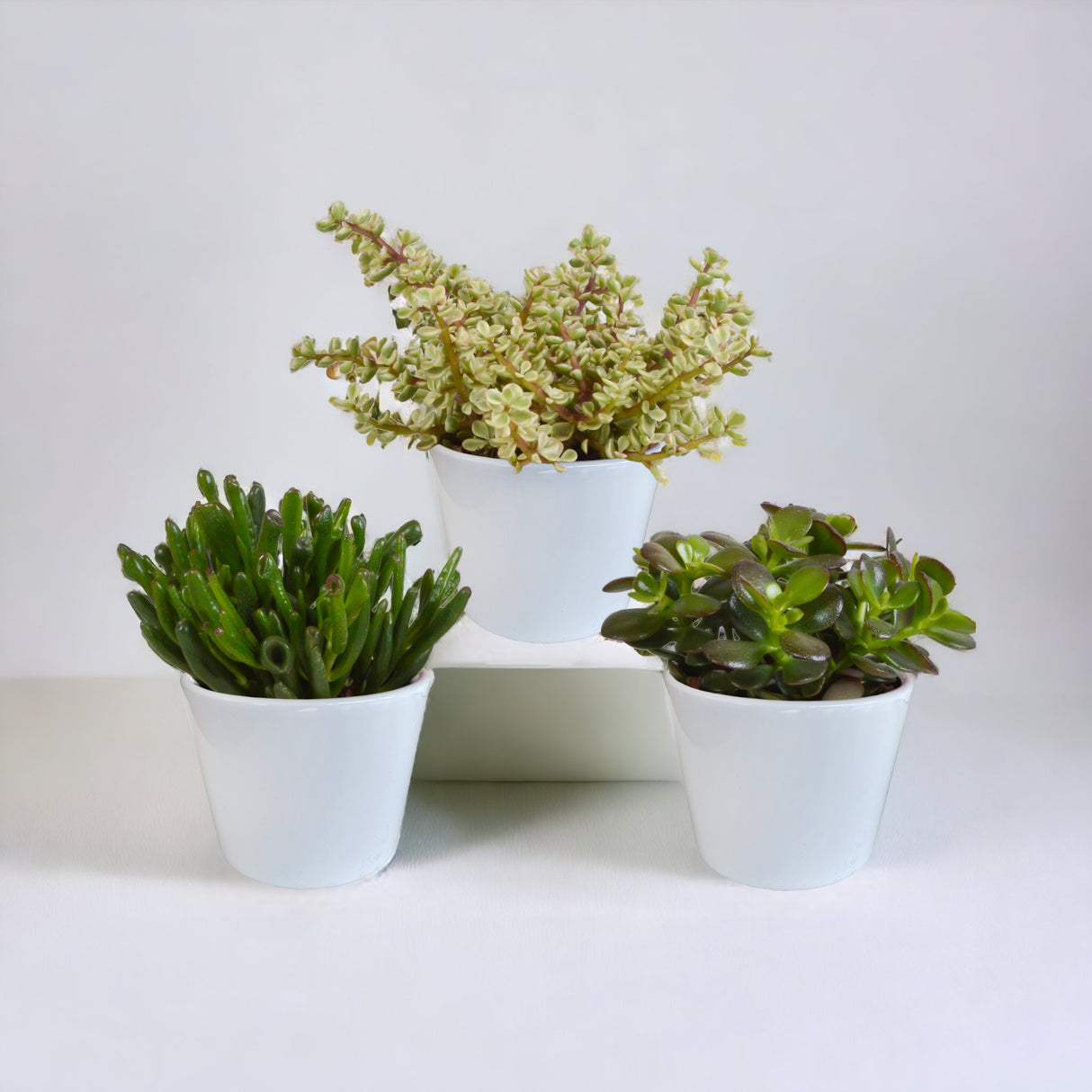 Crassula box and its white covers - <tc>POTS</tc> - Set of 3 plants, h21cm