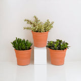 Scatola Crassula e le sue fioriere in terracotta - Set di 3 piante, h21cm