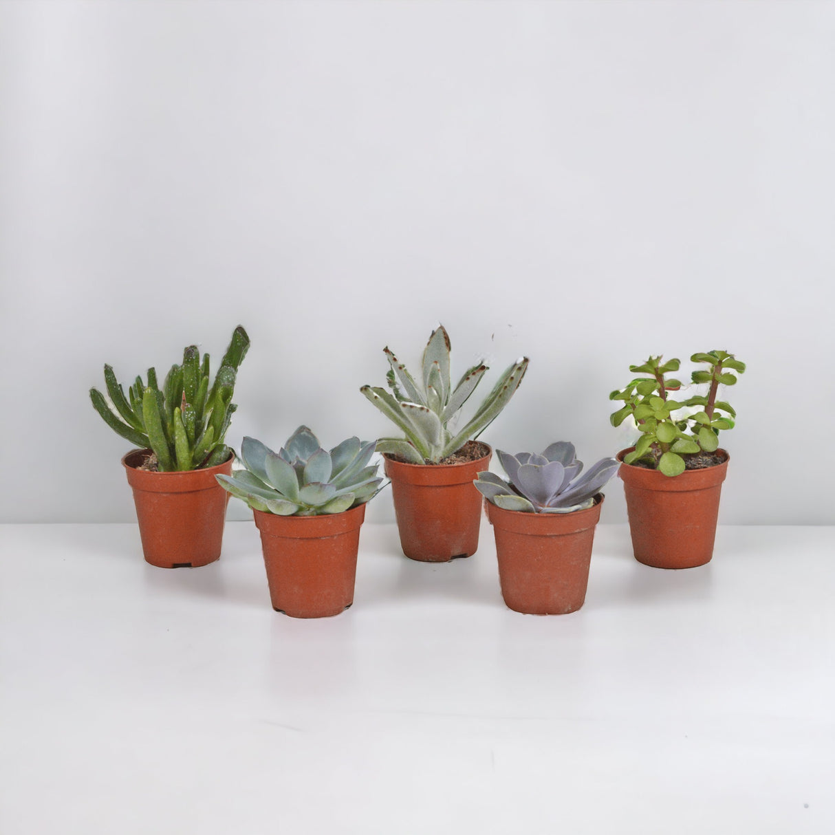 Succulent box - Set of 10 plants, h13cm