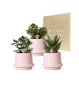 Succulent box and its covers-<tc>POTS</tc> in pink ceramic - Set of 3 plants, h20cm