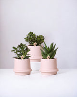 Coffret succulente et ses caches-pots en céramique rose - Lot de 3 plantes, h20cm